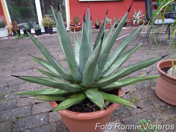 Agave nigra